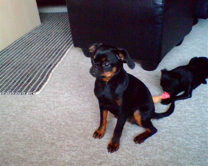 Griffon petit brabancon Gucci billede 7