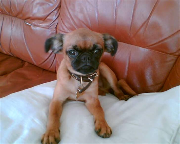 Griffon petit brabancon Kenzo - Kenzo 4 mnd billede 7