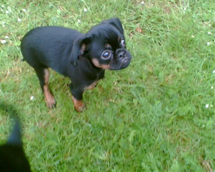 Griffon petit brabancon Chloé billede 7