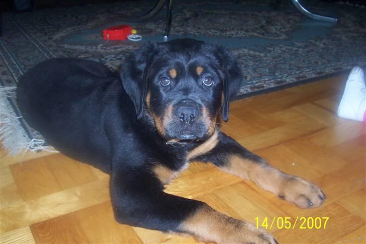 Rottweiler kato= Moars basse - her er jeg heller ikk særlig stor billede 3