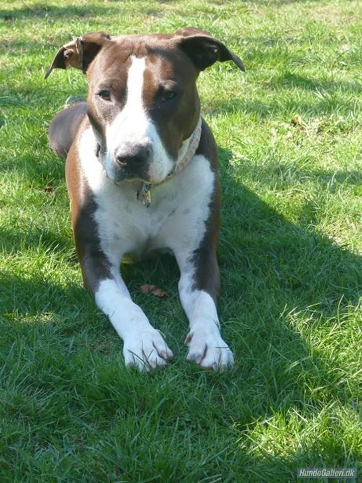 Amerikansk staffordshire terrier Versatus Chanel billede 1