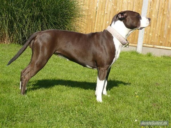 Amerikansk staffordshire terrier Versatus Chanel billede 2