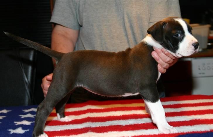 Amerikansk staffordshire terrier Versatus Chanel billede 3