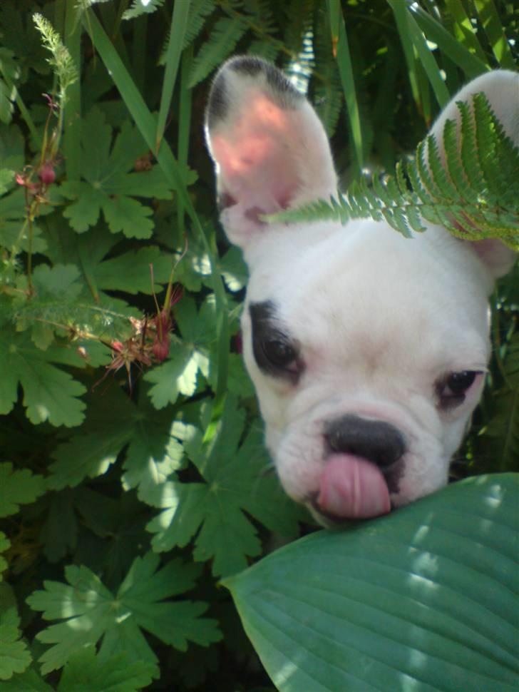 Fransk bulldog Kenzo &Tiggi billede 6