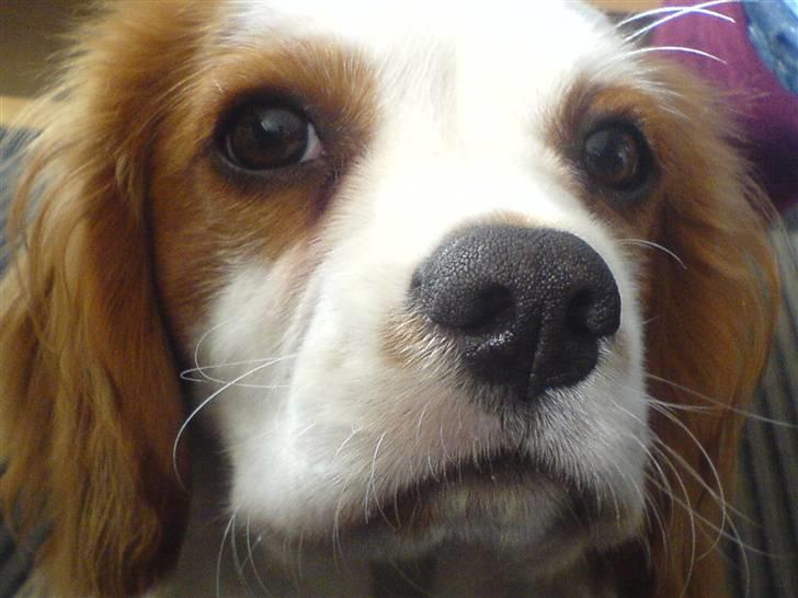 Cavalier king charles spaniel Balder billede 1