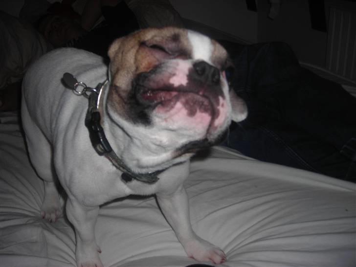 Fransk bulldog Kenzo &Tiggi billede 7