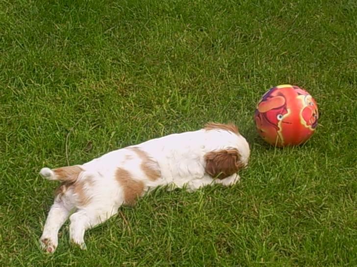 Cavalier king charles spaniel Balder billede 2