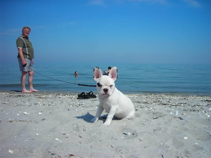 Fransk bulldog Kenzo &Tiggi billede 8