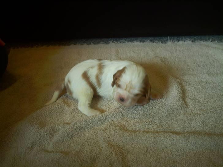 Cavalier king charles spaniel Balder billede 3