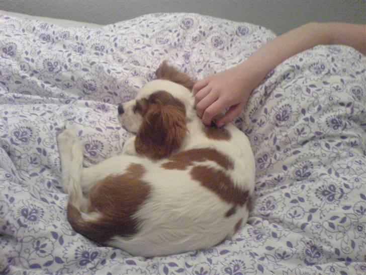 Cavalier king charles spaniel Balder billede 4