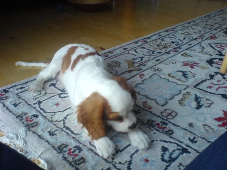 Cavalier king charles spaniel Balder billede 5