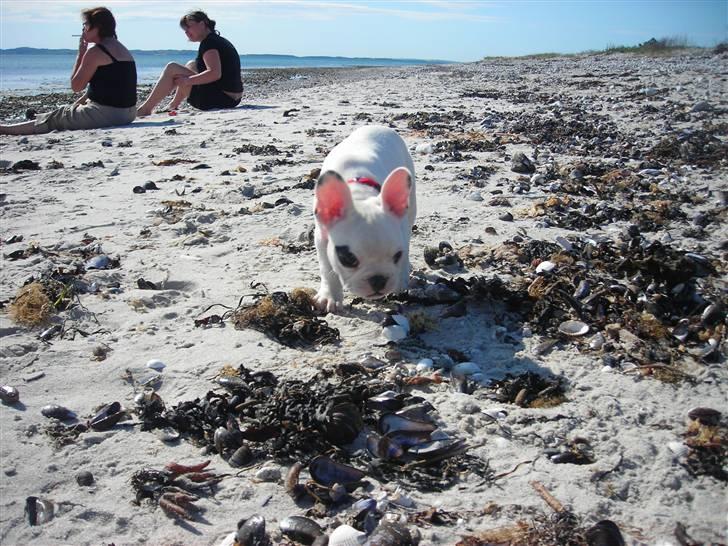 Fransk bulldog Kenzo &Tiggi billede 9