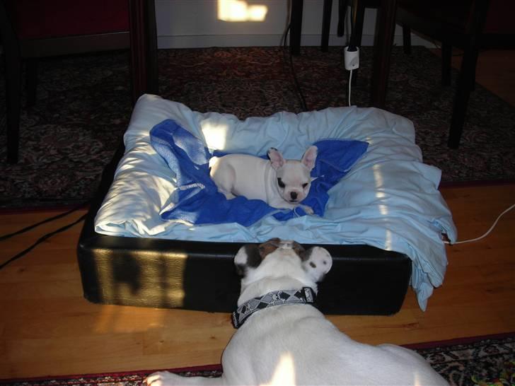 Fransk bulldog Kenzo &Tiggi billede 10