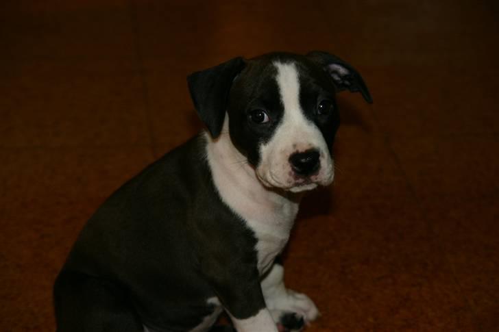 Amerikansk staffordshire terrier Versatus Chanel billede 4