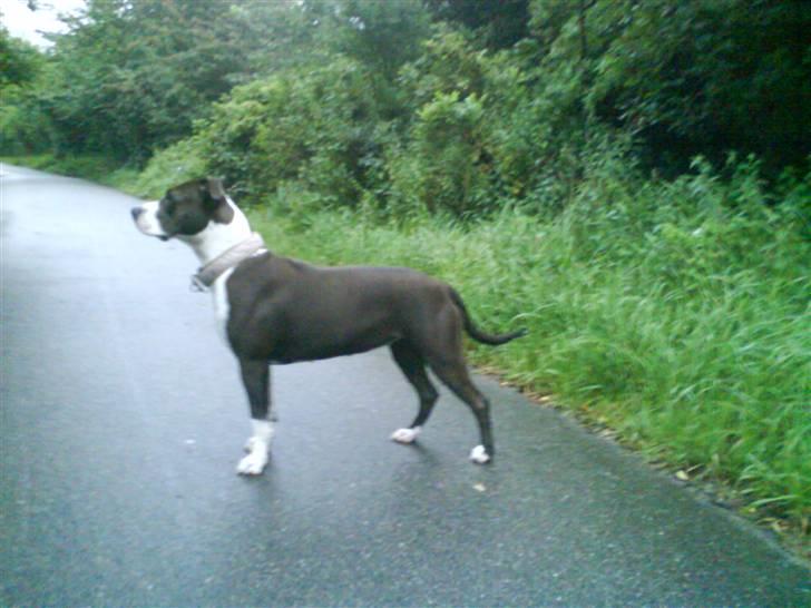 Amerikansk staffordshire terrier Versatus Chanel billede 5