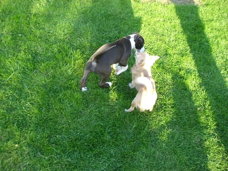 Amerikansk staffordshire terrier Versatus Chanel billede 6