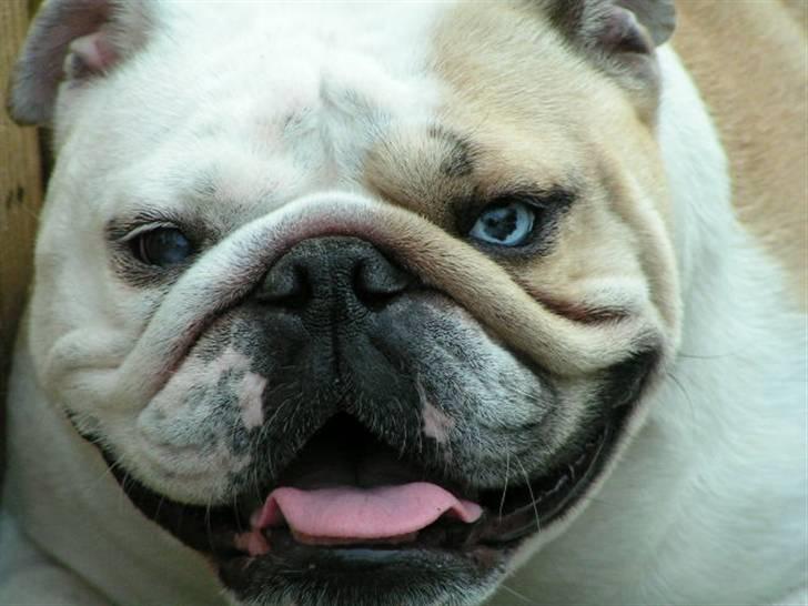 Engelsk bulldog Berta billede 1