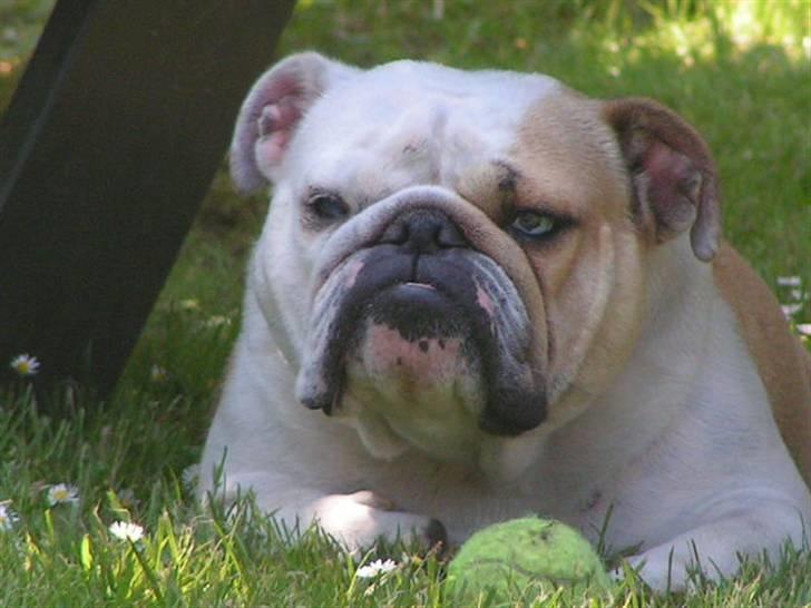 Engelsk bulldog Berta billede 2