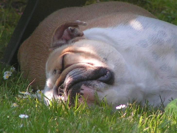 Engelsk bulldog Berta - zzz...zzz...zz billede 3