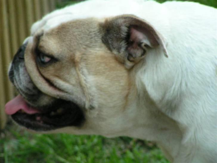 Engelsk bulldog Berta billede 4