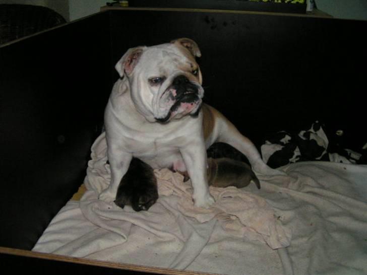 Engelsk bulldog Berta - Berta med bibberne billede 6