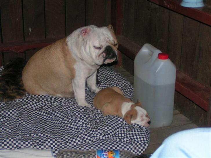 Blanding af racer Bertram Eng. Bulldog/SBT - Bertram med mor på camping på Fyn... billede 6