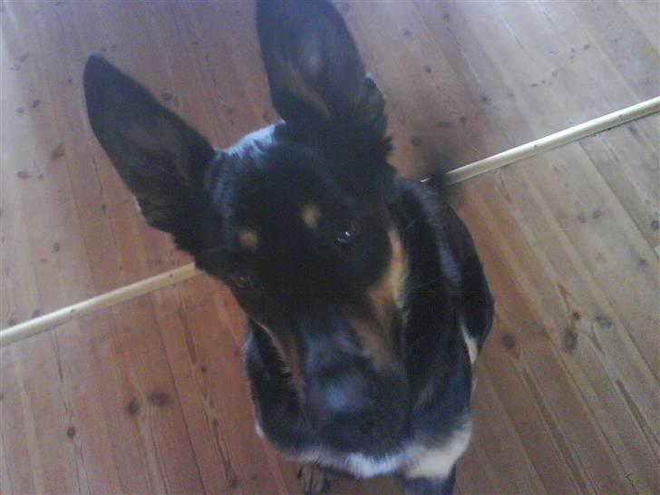 Blanding af racer Vaks Aflivet i 2009 - Min Vaks :D billede 1