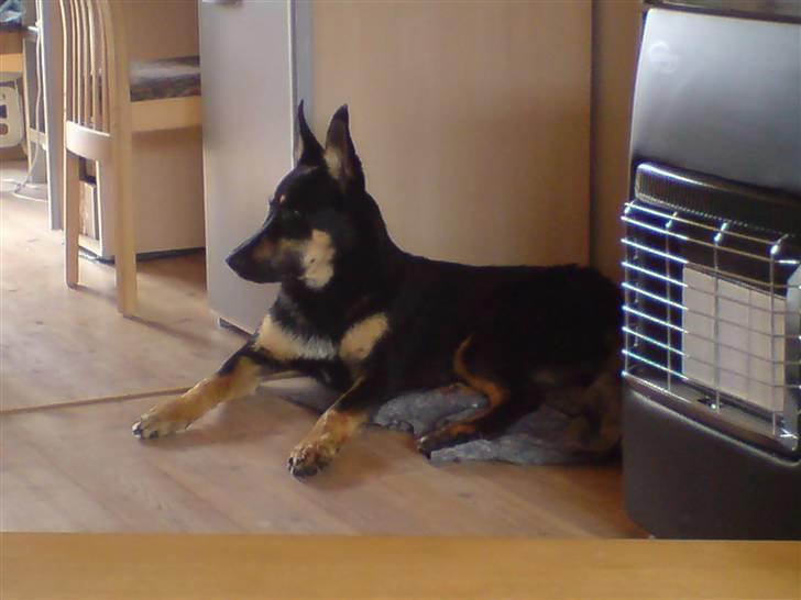 Blanding af racer Vaks Aflivet i 2009 - Vaks slapper af på sit tæppe (:  billede 2