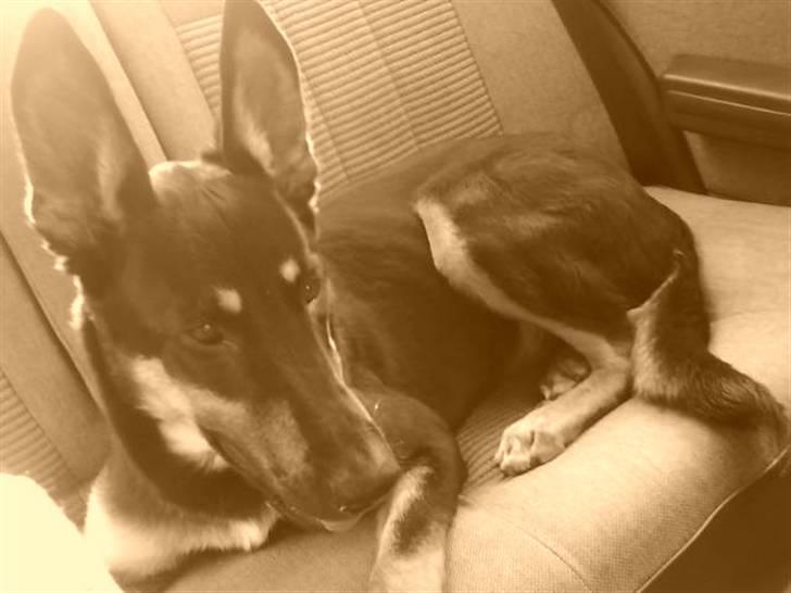 Blanding af racer Vaks Aflivet i 2009 - Vaks slapper af i bilen (:  billede 3