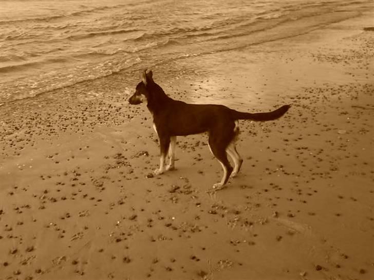 Blanding af racer Vaks Aflivet i 2009 - Vaks på stranden (:  billede 4