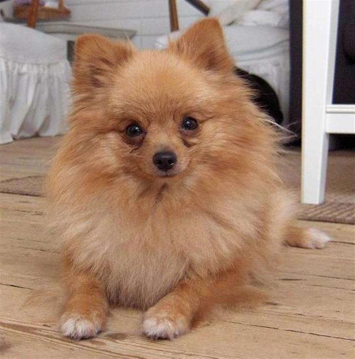 Pomeranian Mille billede 1
