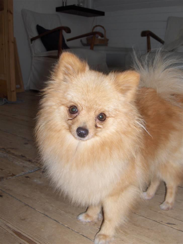 Pomeranian Mille billede 2