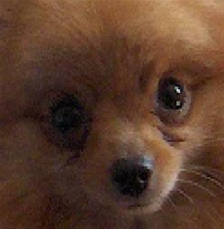 Pomeranian Mille billede 3