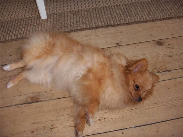 Pomeranian Mille billede 4