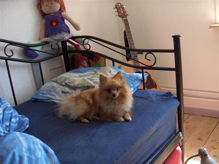 Pomeranian Mille billede 5