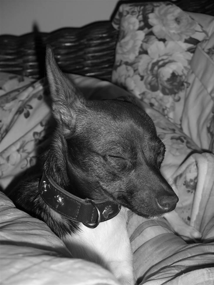 Blanding af racer lubbi billede 12