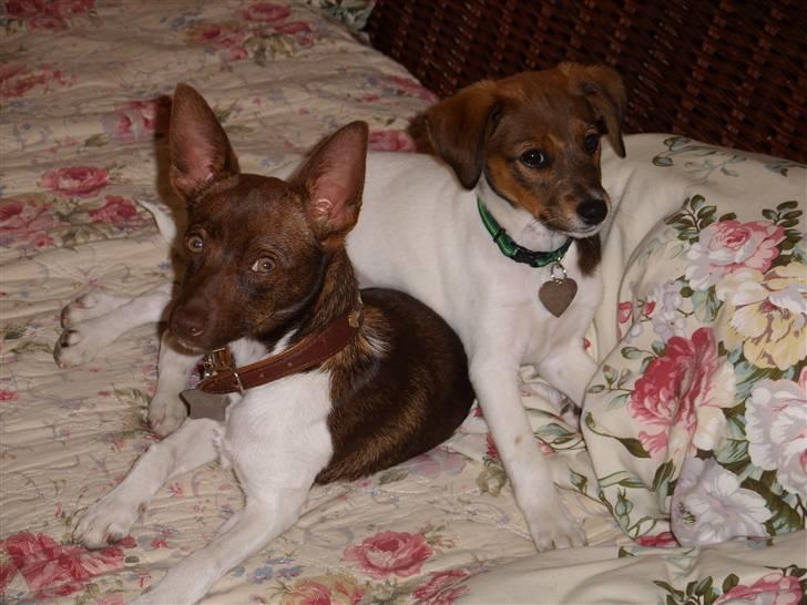 Blanding af racer lubbi billede 13