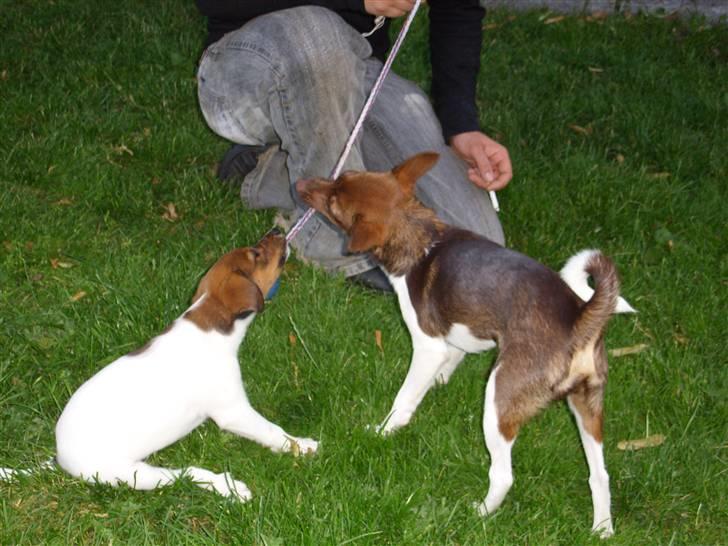 Blanding af racer lubbi billede 14