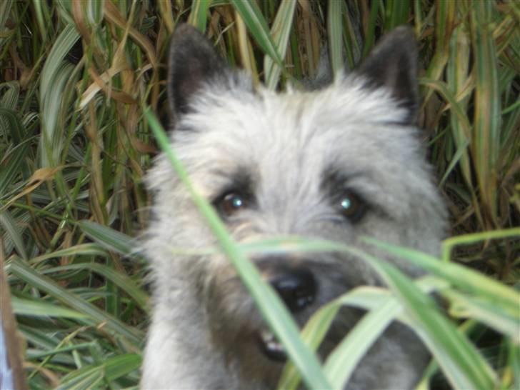Cairn terrier Tjavs - Hvordan fandt du mig? billede 13