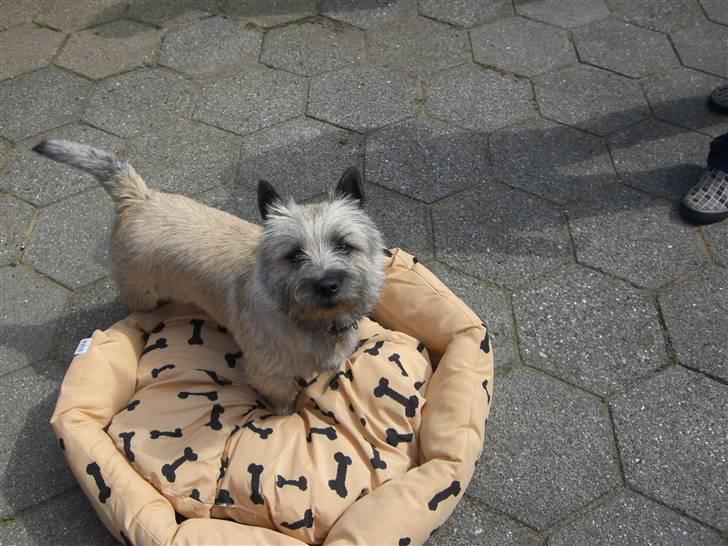 Cairn terrier Tjavs - Er den nye kurv til mig..... billede 14