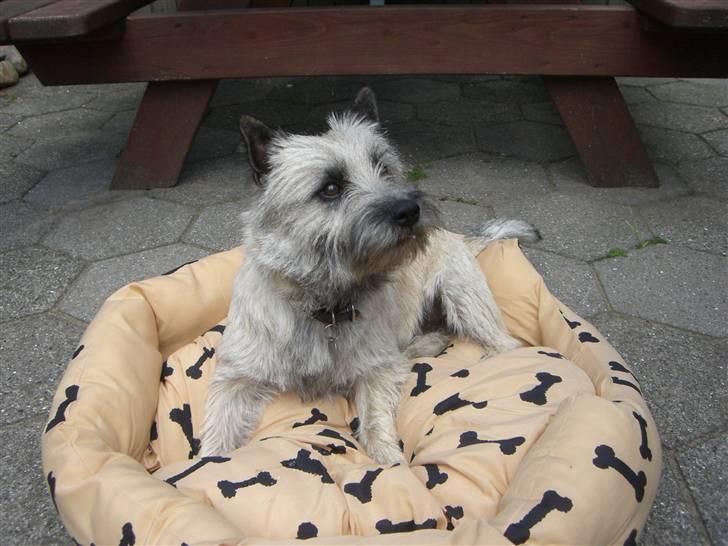 Cairn terrier Tjavs - Er du nu sikker på at den nye kurv er til mig....... billede 15