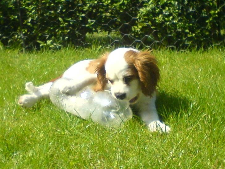 Cavalier king charles spaniel Balder billede 6