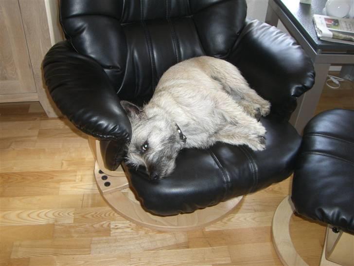 Cairn terrier Tjavs - Det kan godt være at jeg har fået en ny kurv, men vores lænestol er nu meget mere dejlig at ligge i....   billede 16