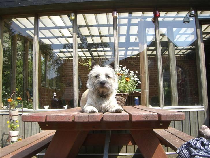 Cairn terrier Tjavs - Hjemme ved familien kristensen er det mig der bestemmer!  billede 17