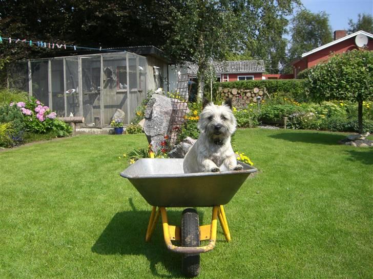Cairn terrier Tjavs - Kom nu Nikolaj! Vi køre nu....  billede 18