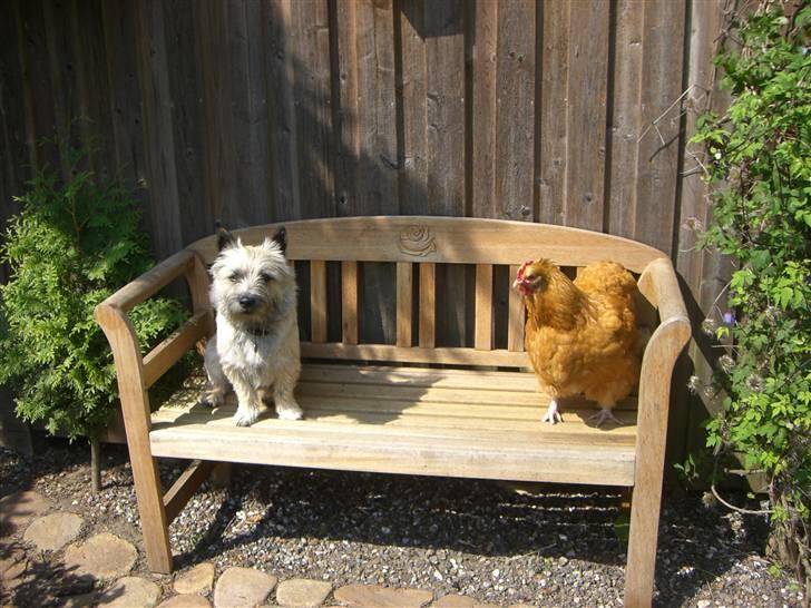 Cairn terrier Tjavs - Man kan nok godt kalde det for en Date...... billede 19