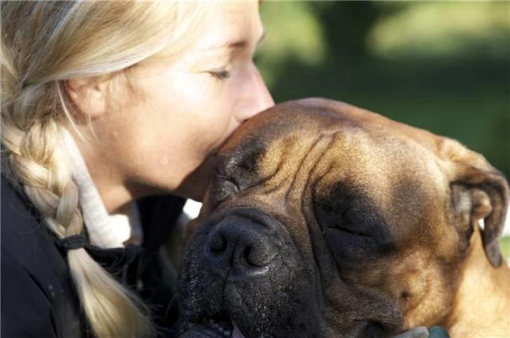 Bullmastiff Zakaa - Mit hjerte---- billede 10