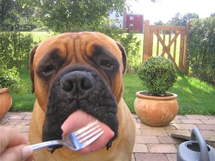 Bullmastiff Zakaa - Wooops - taget på fersk gerning. Får jo ellers aaaaaldrig v. bordet *S*... billede 11