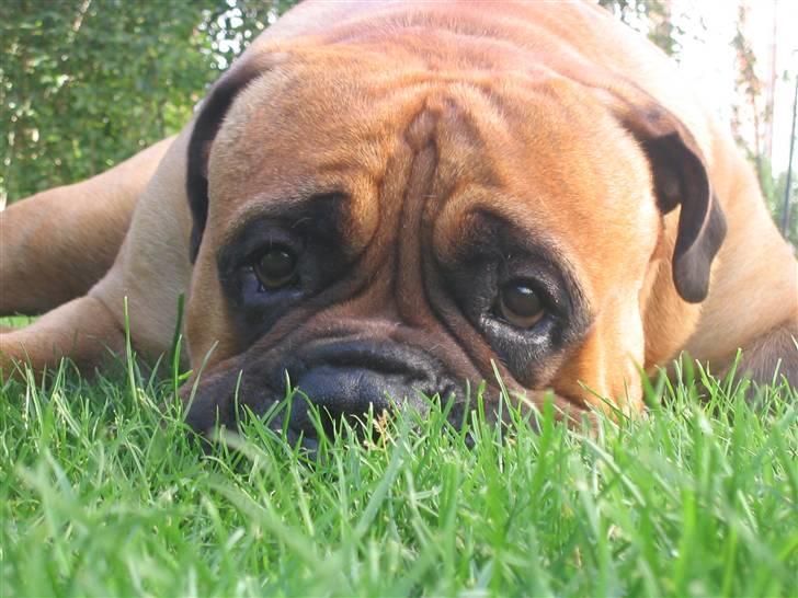 Bullmastiff Zakaa - Nej, man bliver ALDRIG for gammel til at putte næsen i græsset. billede 12