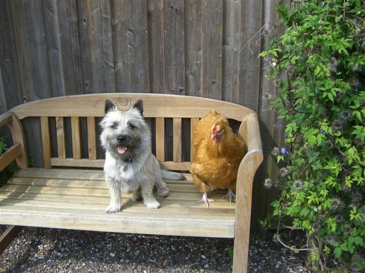 Cairn terrier Tjavs - Er vi ikke bare søde sammen?  billede 20
